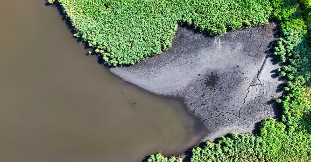 Aerial view of vibrant marshland contrasting with a dark muddy shoreline.